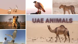 UAE ANIMALS