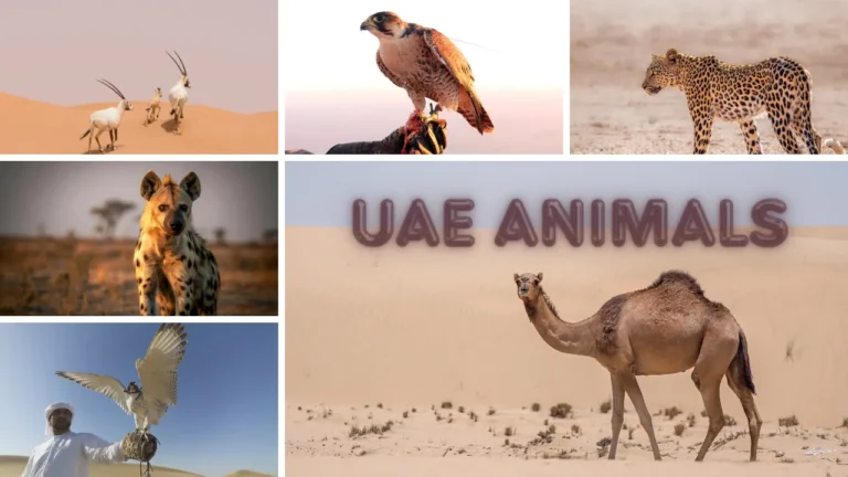 UAE ANIMALS