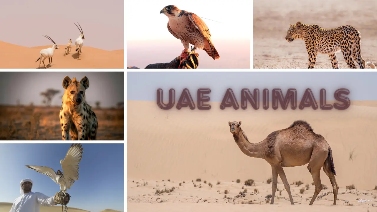 UAE ANIMALS