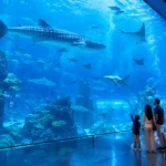 Dubai Aquarium Underwater Zoo